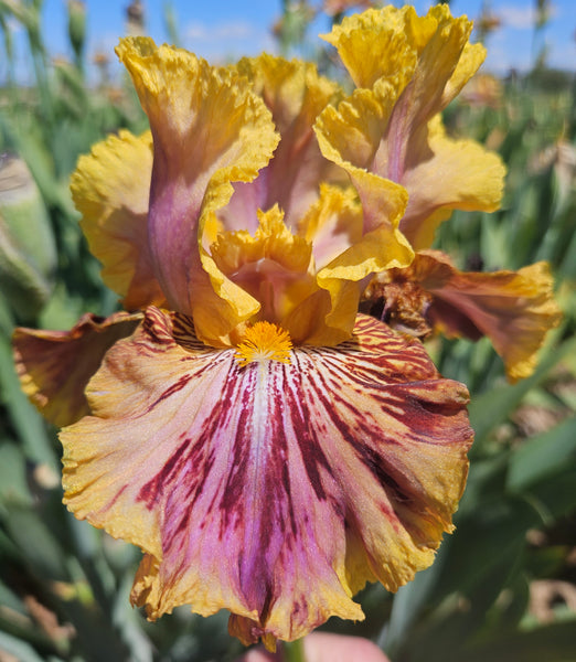 ORSEUND IRIS ビスチェ ORSEUND IRIS ビスチェ