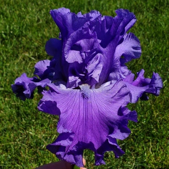 Autumn Thunder – Sutton Iris