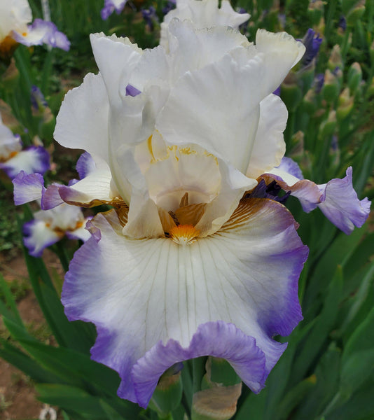 Count It All Joy – Sutton Iris