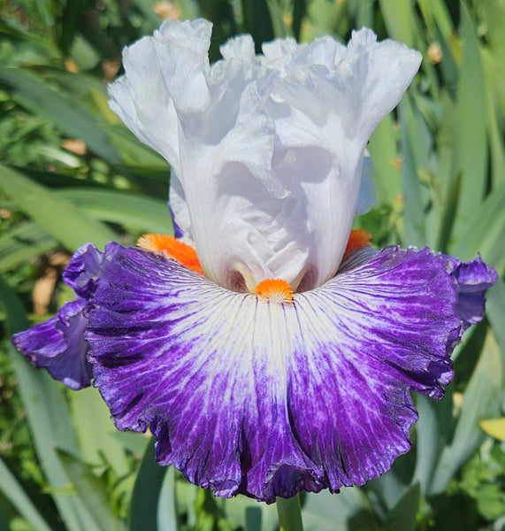 Jump In – Sutton Iris