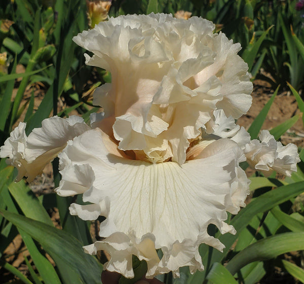 TbMidnightHaze < TbKthruO < Iris Wiki