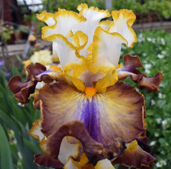その他 IRIS Separate Ways – Sutton Iris
