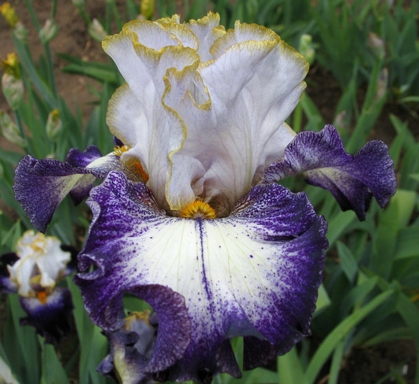 A Bit Edgy Sutton Iris