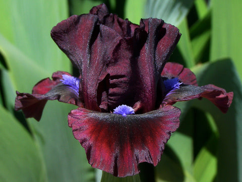 Black and Blueberry