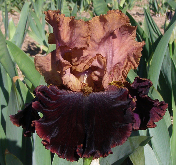 CordobanLeather19_grande.jpg?v