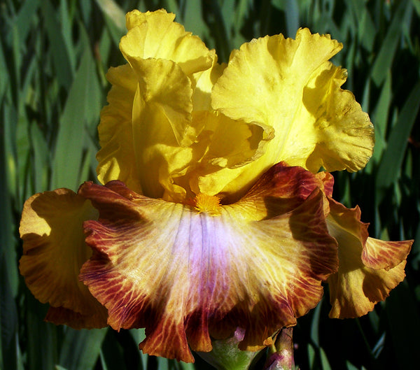 Electric Burst Iris – Sutton Iris