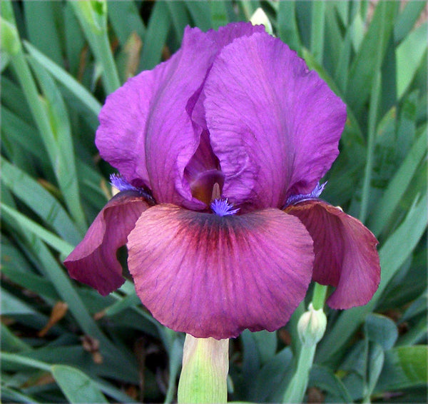 Eye Of The Storm Sutton Iris
