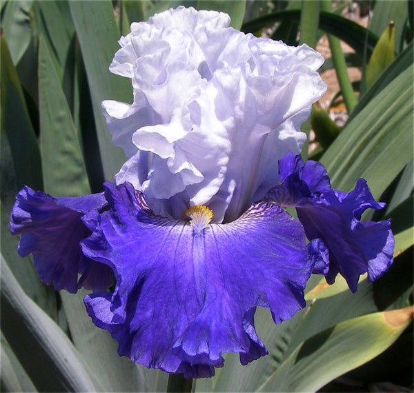 FX Schreiner – Sutton Iris