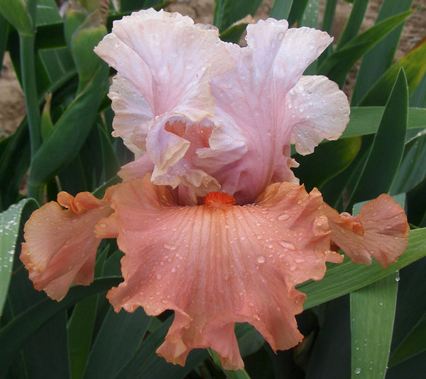 Handful of Magic – Sutton Iris