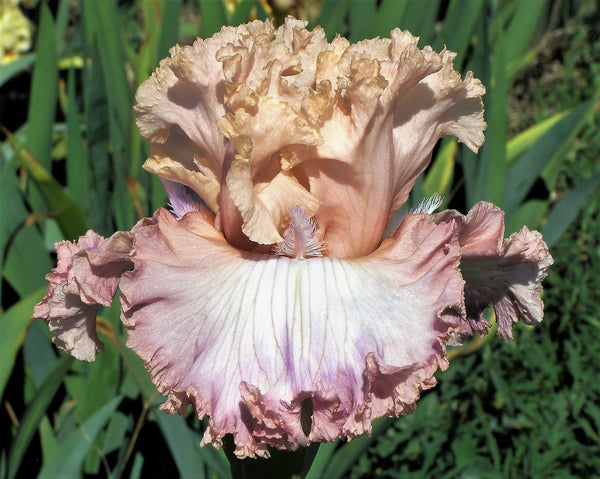 Lace Point – Sutton Iris