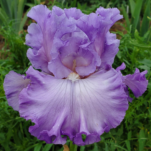 Lingering Lilac