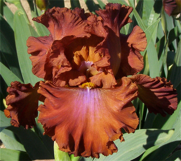 Mad World – Sutton Iris