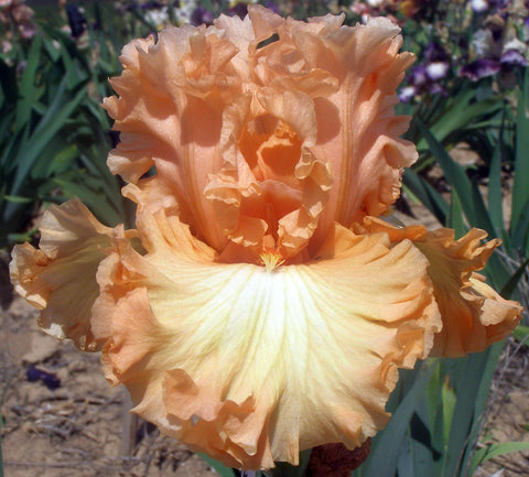Orange Dreamsicle