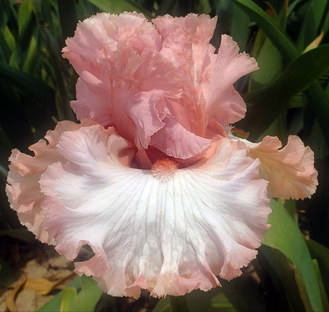 Positively Pink