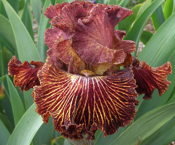 Red Cliffs – Sutton Iris