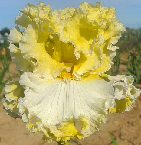 Thrill Of Frills
