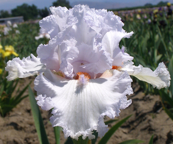 Vanilla Frappe – Sutton Iris