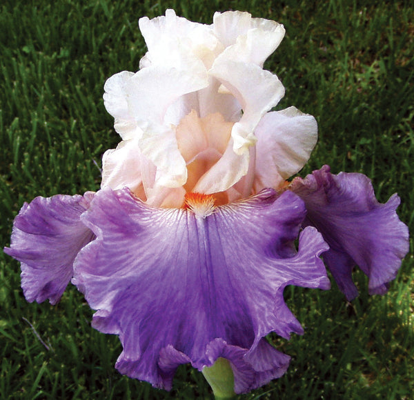 Achy Breaky Heart – Sutton Iris
