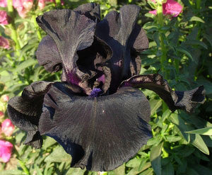 Black Suited