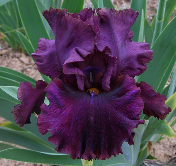 Decanter Sutton Iris