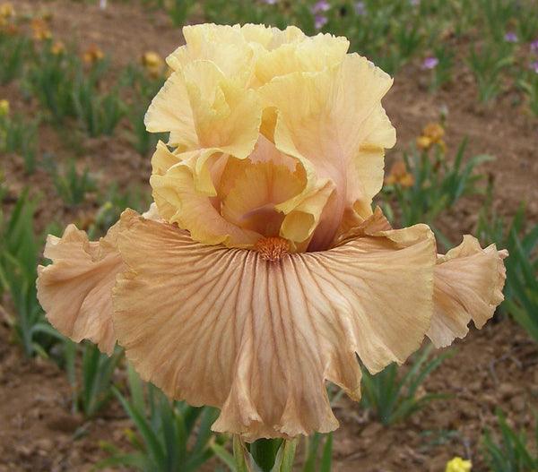 Just Crazy – Sutton Iris