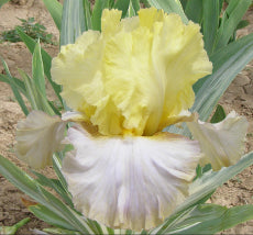 New Start (Variegated Foliage)