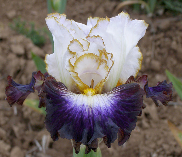 nightsedge_iris_grande.jpg?v=