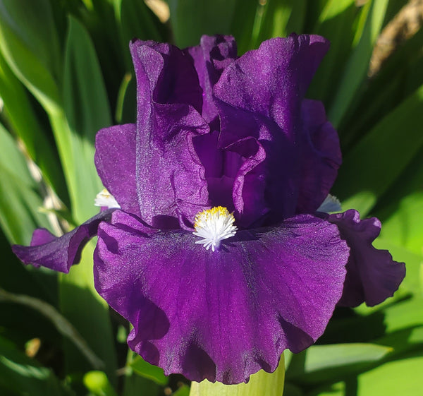 Purple Pop Sutton Iris