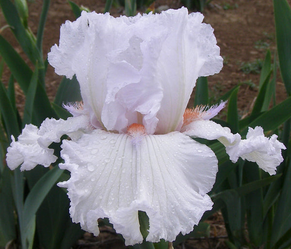 Aaron's Dream Tall Bearded Iris – Sutton Iris