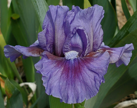Violet Intrigue