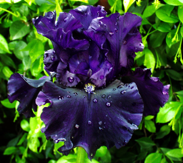 Yosemite Nights – Sutton Iris