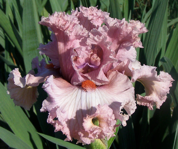 Frill Seeker – Sutton Iris