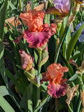 For The Color