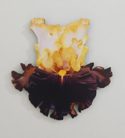 Gilty Conscience Magnet