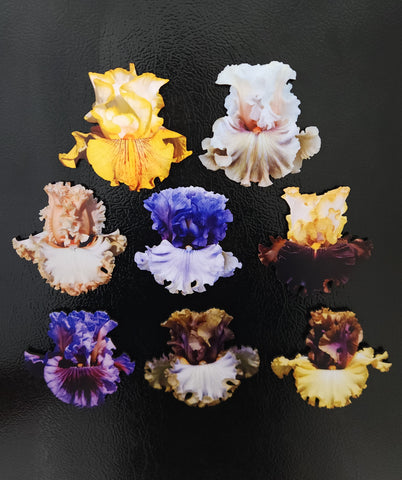 Magnet collection of 8