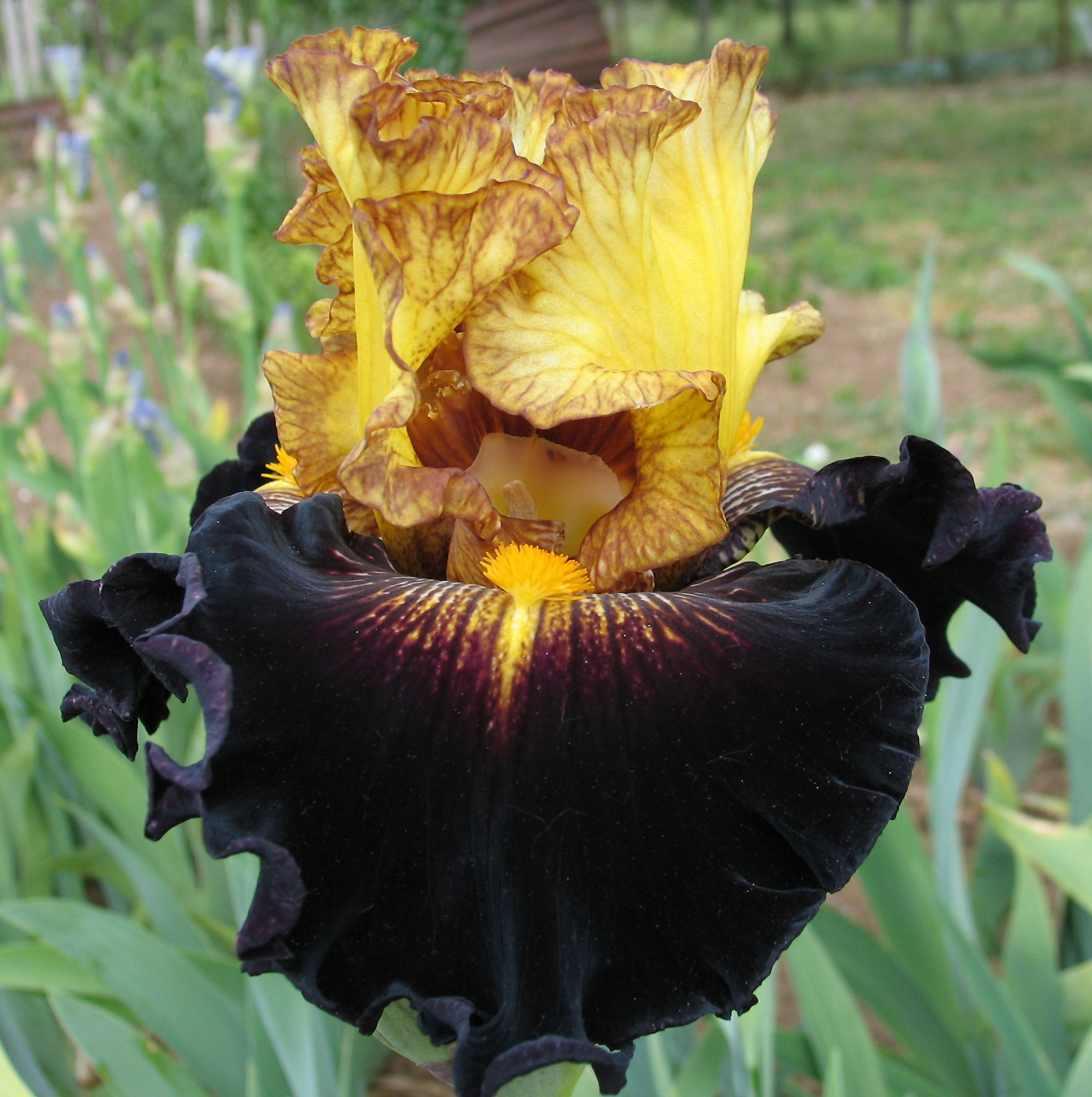 T*f様 ライトニング　サンダー　Sturgis ロンt スタージス Lightning Storm – Sutton Iris