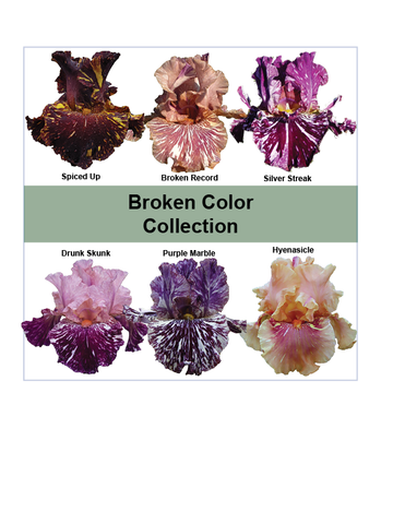 2026 Broken Color Collection