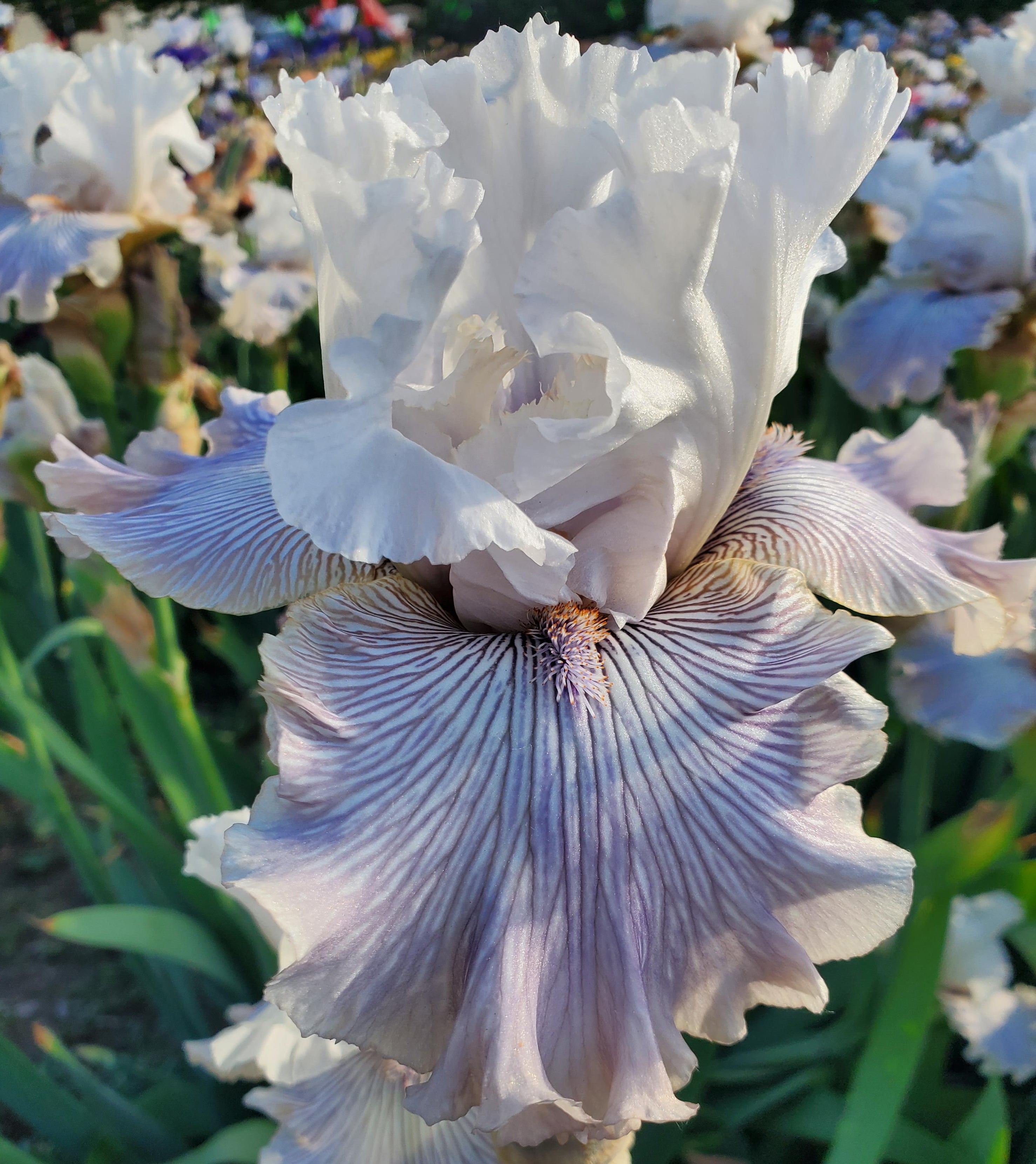 ムラサキスカシジャノメ ペア標本★南米ブラジル産★美麗紫色♀稀個体貴重 Colorado Pinstripes – Sutton Iris