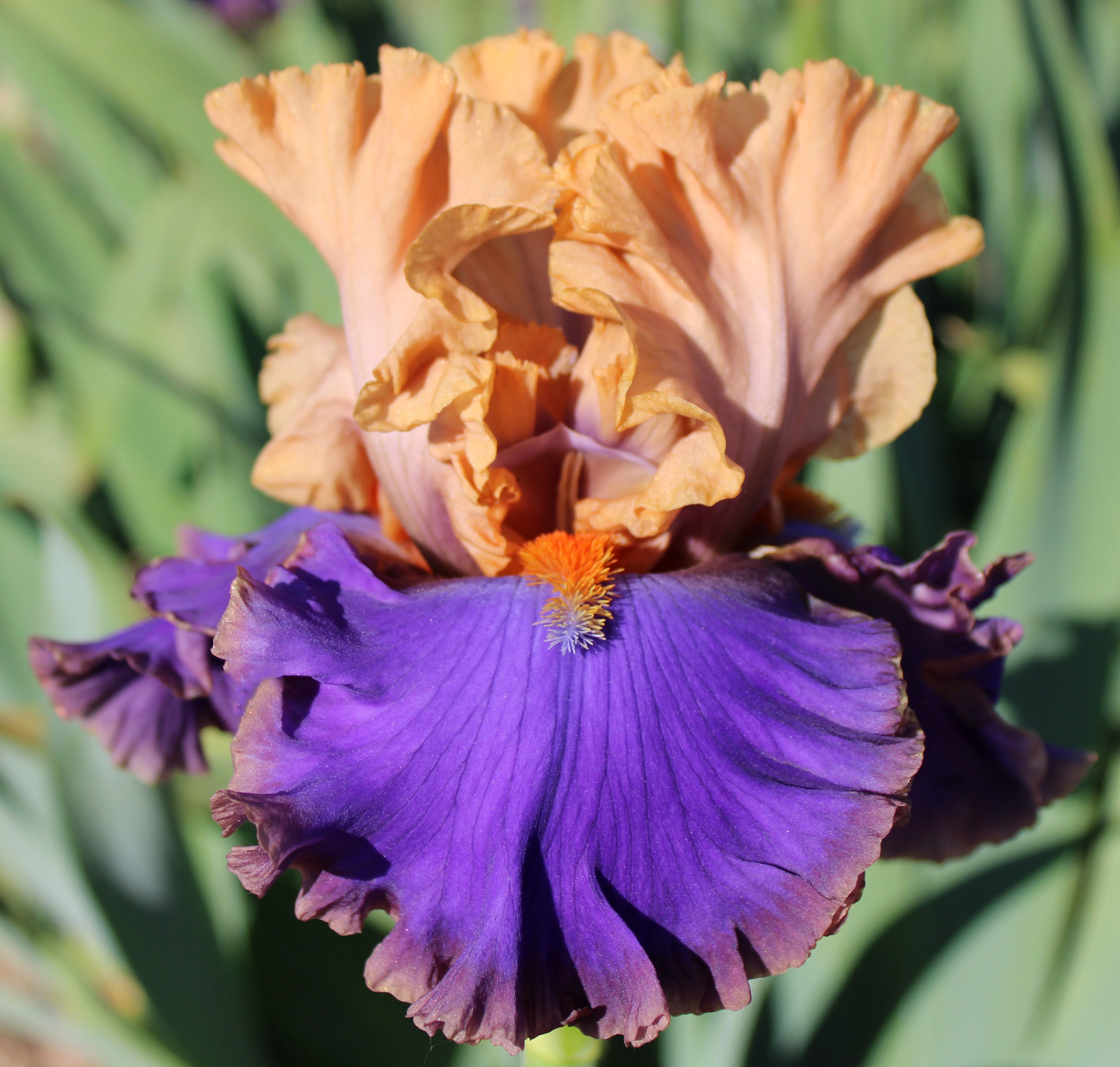 Extraordinary – Sutton Iris