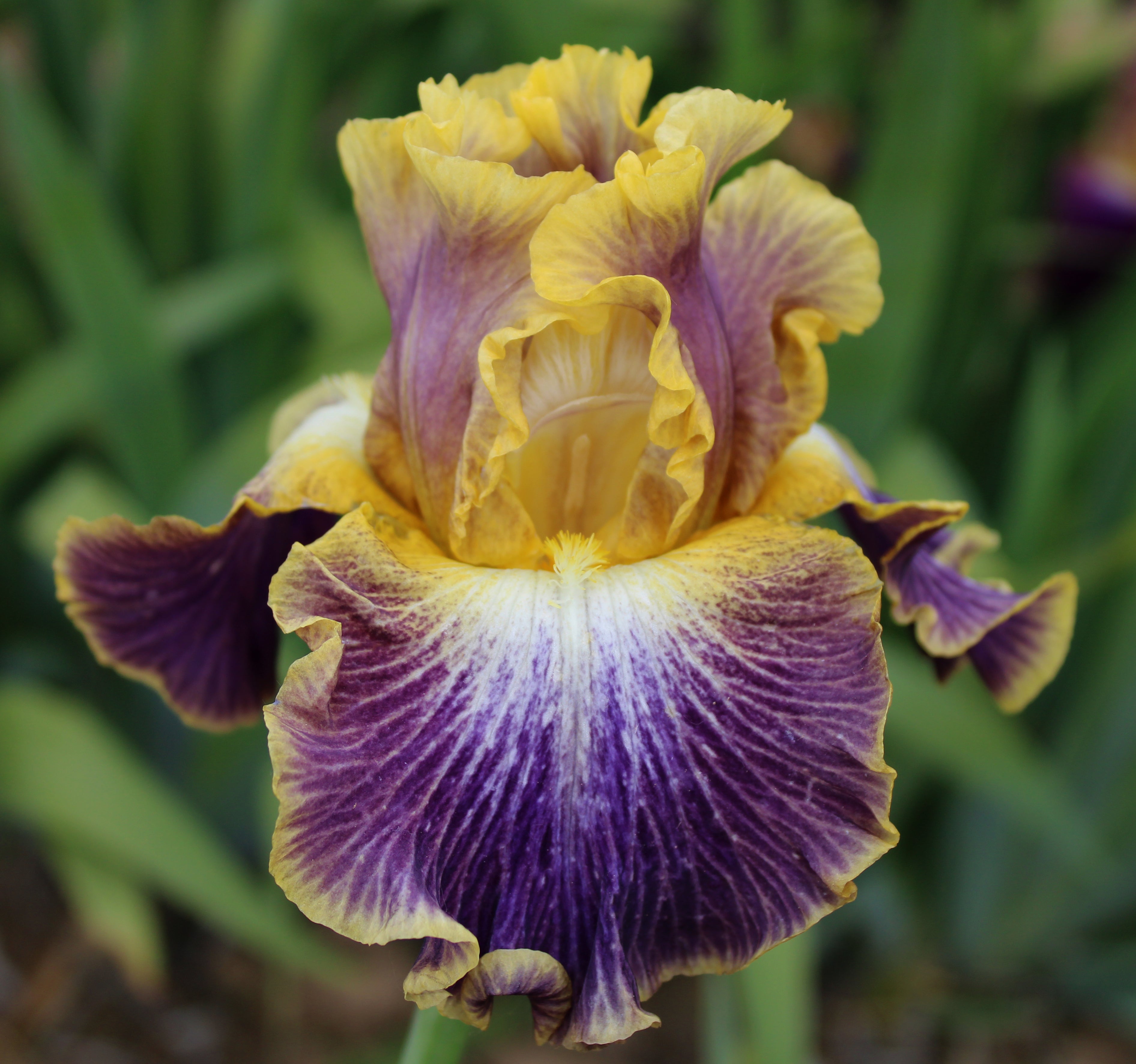 Galactic Glide – Sutton Iris