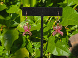 Bloom Earrings Pink