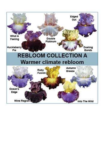 Rebloom Collections A & B