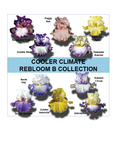 Rebloom Collections A & B