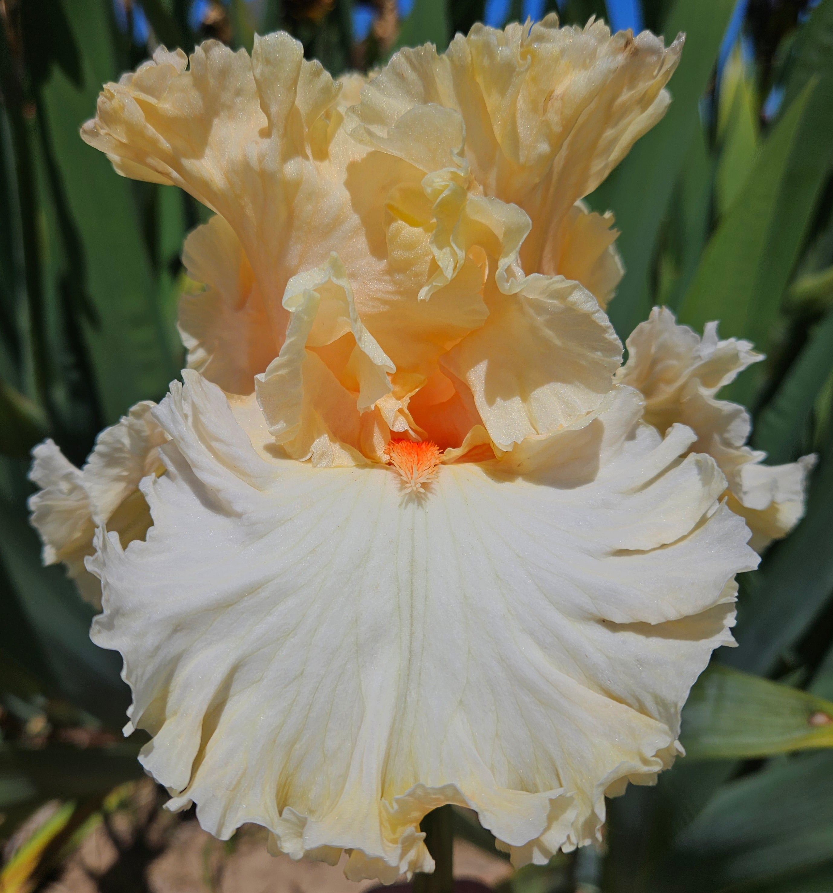 ROOTED IN TRADITION – Sutton Iris