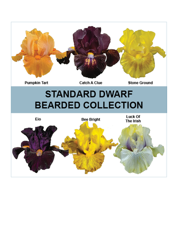 2026 Standard Dwarf Bearded Collection