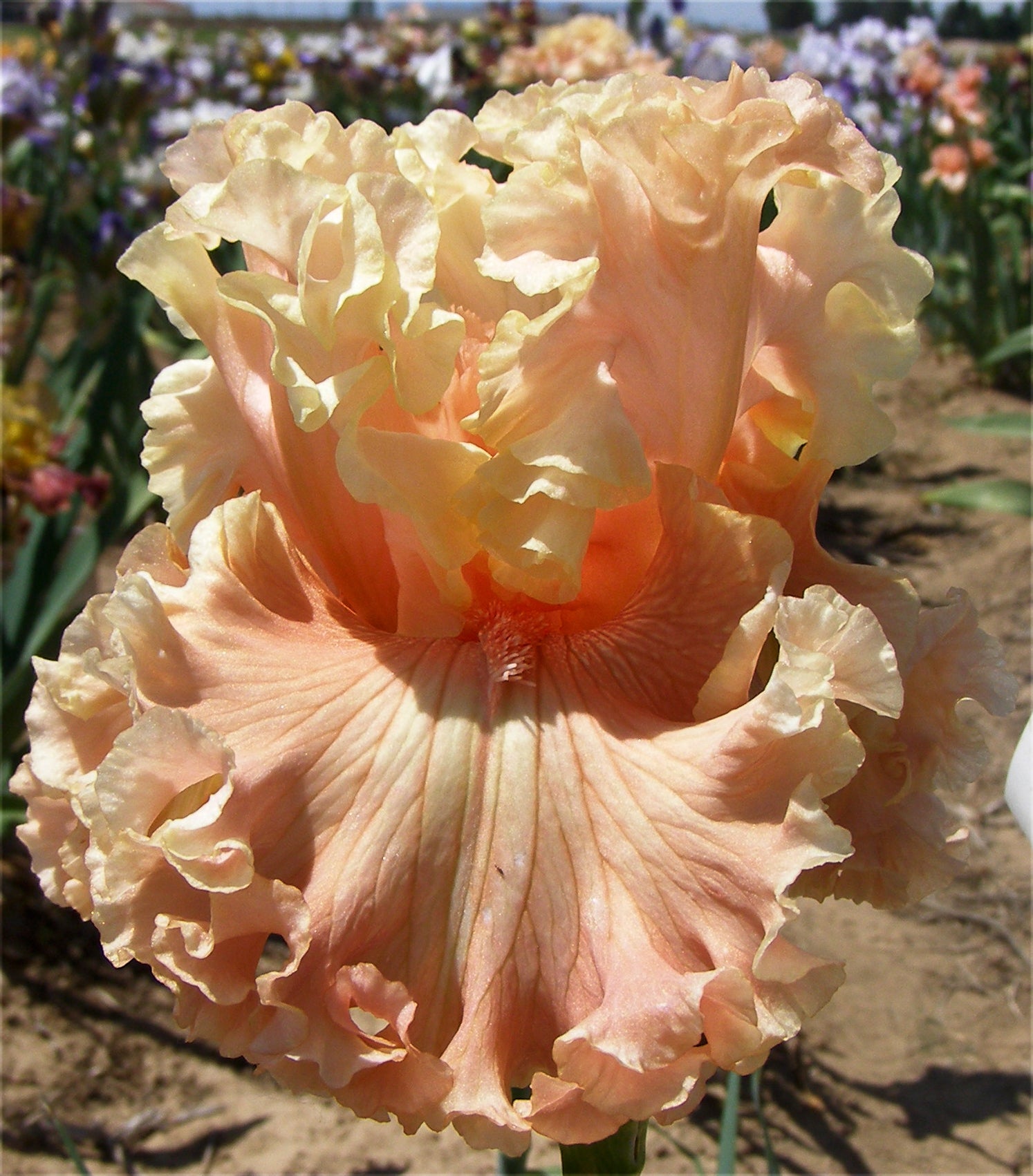 She's A Peach – Sutton Iris