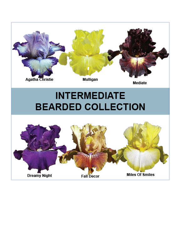 2026 Intermediate Bearded Collection – Sutton Iris