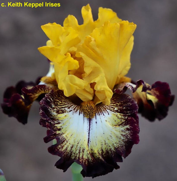 MAGIC RING – Sutton Iris