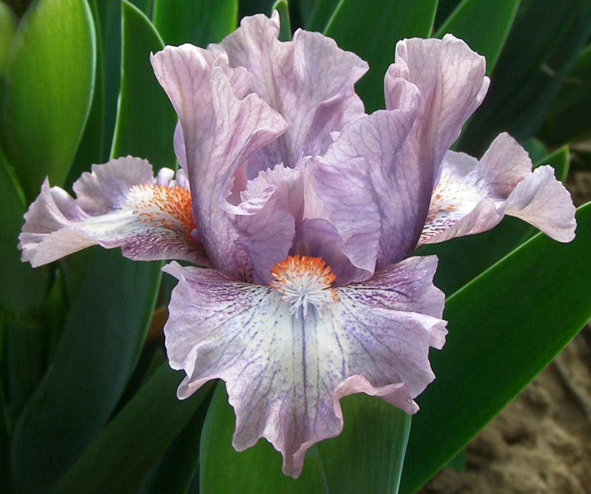 Lavender Cream – Sutton Iris