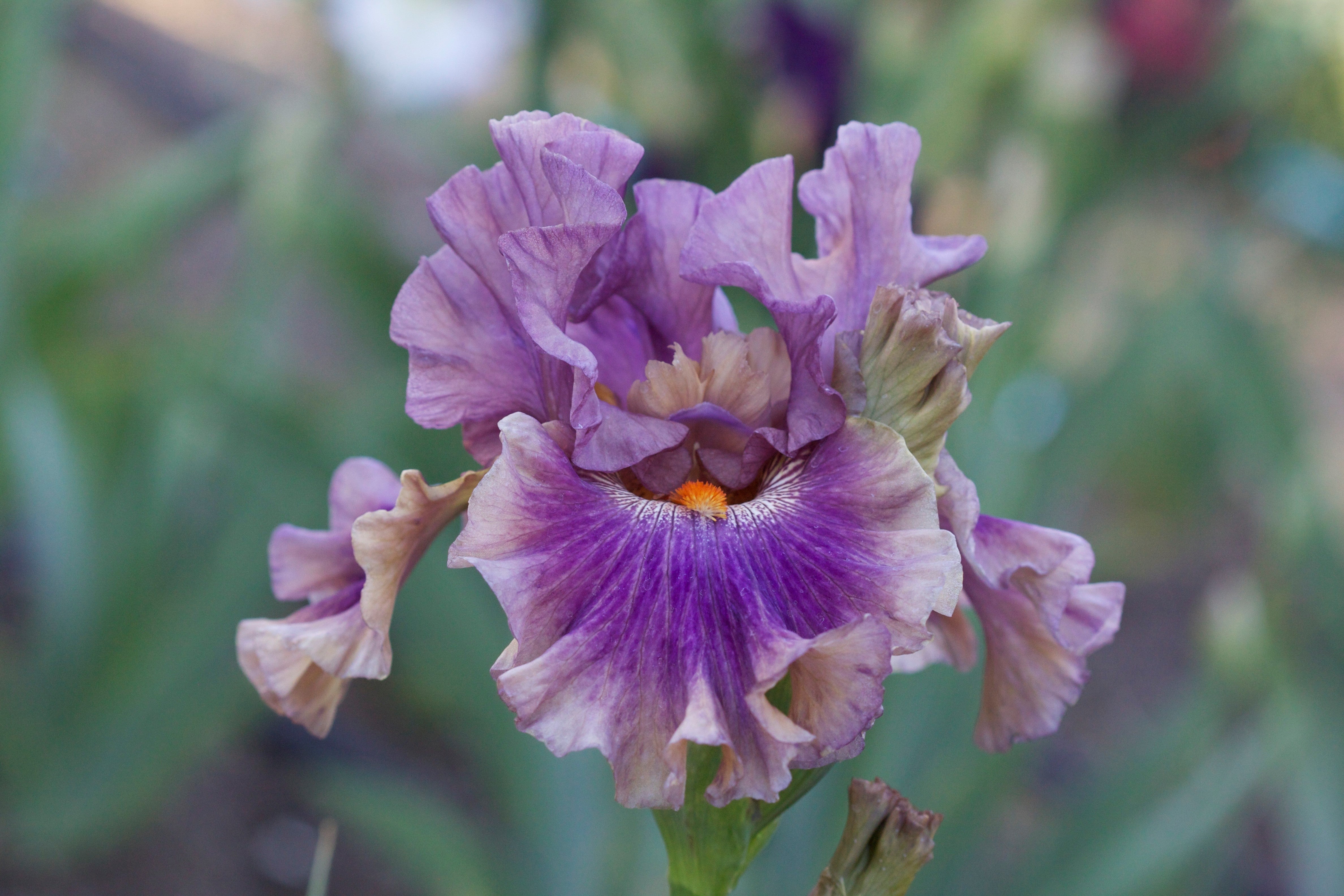 Berry Scary – Sutton Iris